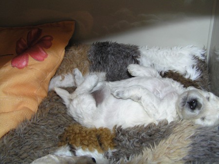 ... a (Cácorka) CERES 509 g.